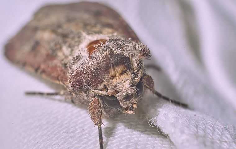 a miller moth on a blanket