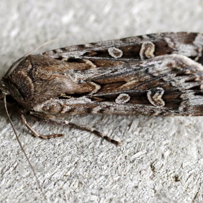 Miller Moths   Photo