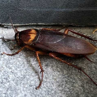 Cockroaches   Photo
