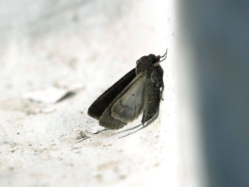 Miller Moth