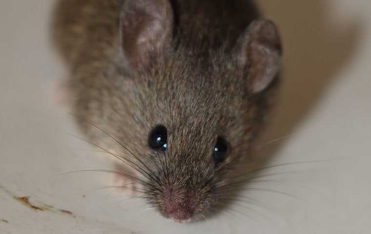 close up view of a mouse inside a home