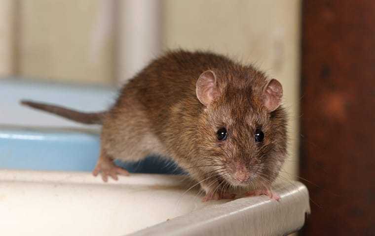 a large rat on a bathroom sink