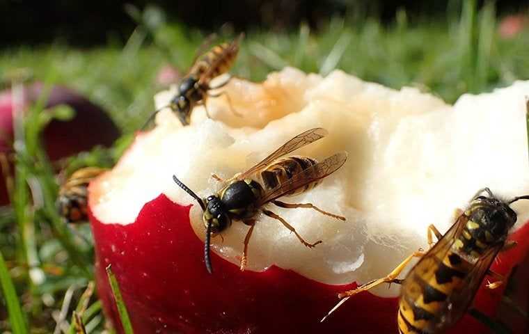 many yellow jacket wasps on a half eaten apple