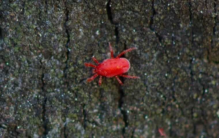 clover mite on tree