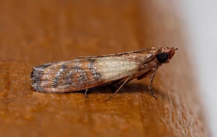 an indian meal moth in a pantry