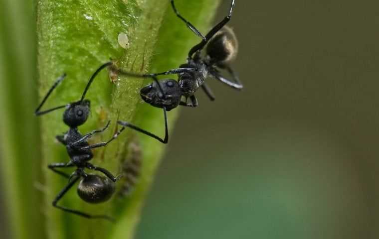 odorous house ants on a leaf