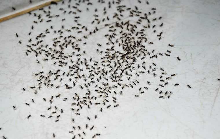 ants on a kitchen floor