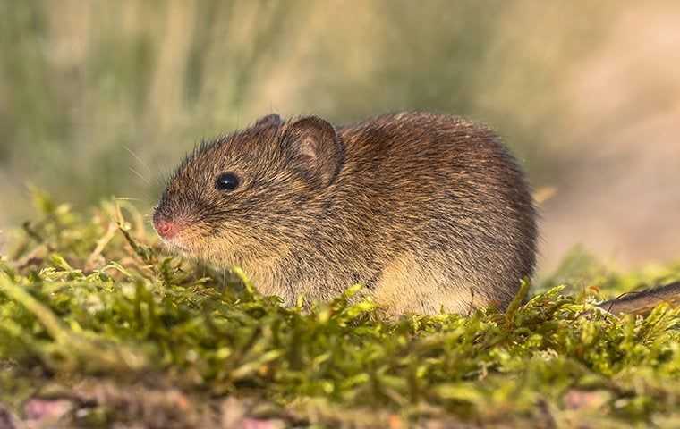 vole in a meadow