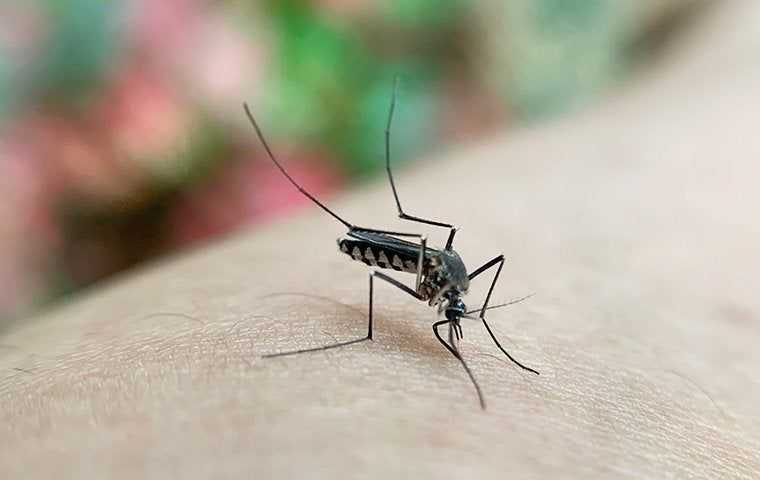 a mosquito biting a persons arm