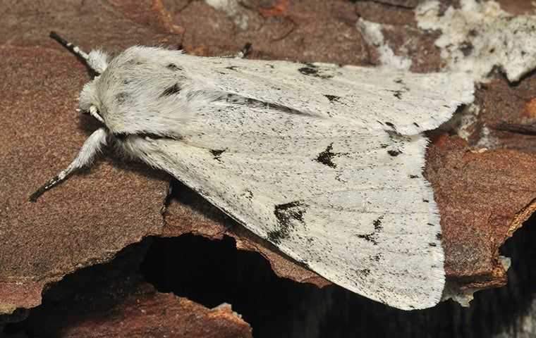 miller moth on tree in denver