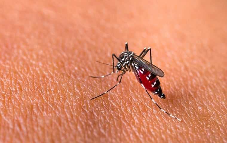 mosquito thirsty for blood