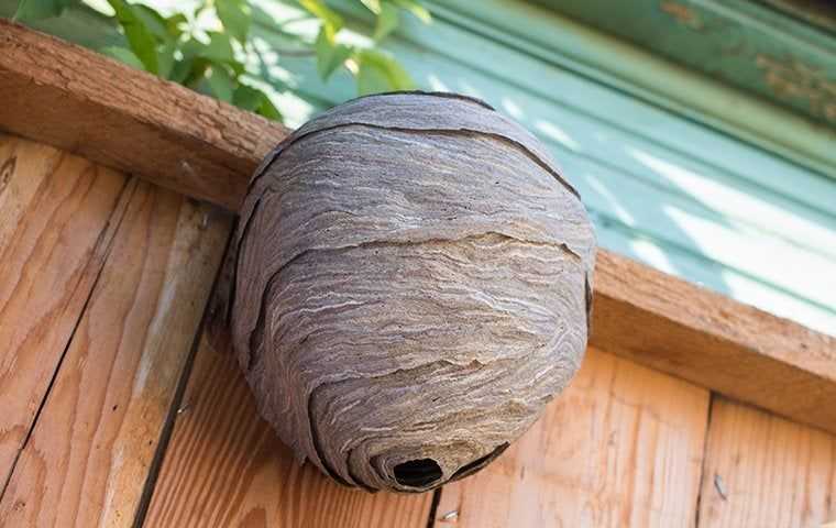 a wasp nest on the side of a house