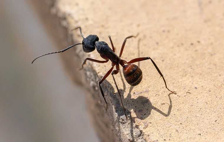 ant on the edge of the pavement