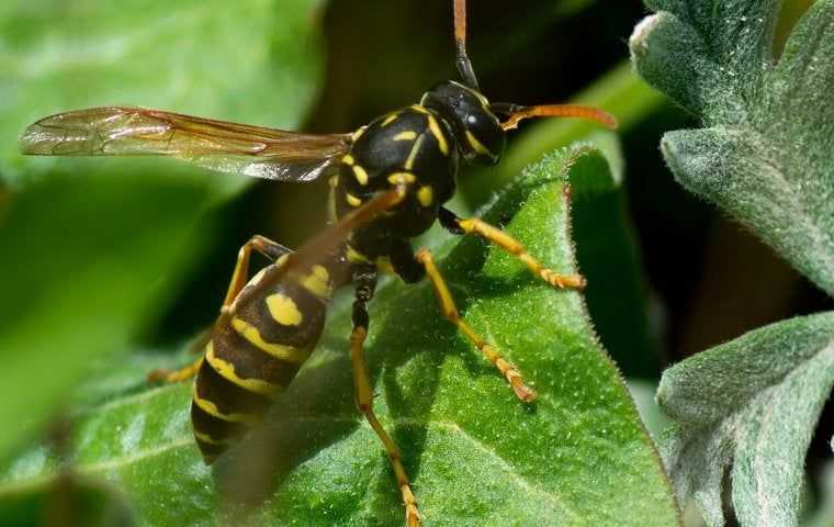 wasp on a plant