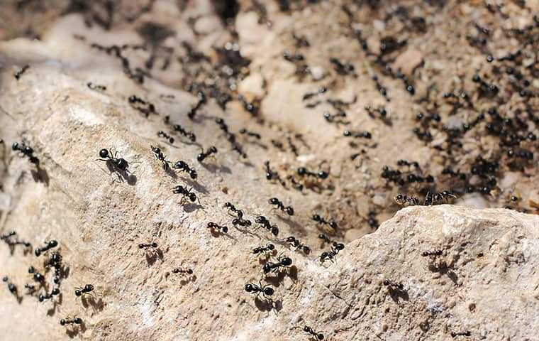 an ant infestation near a home