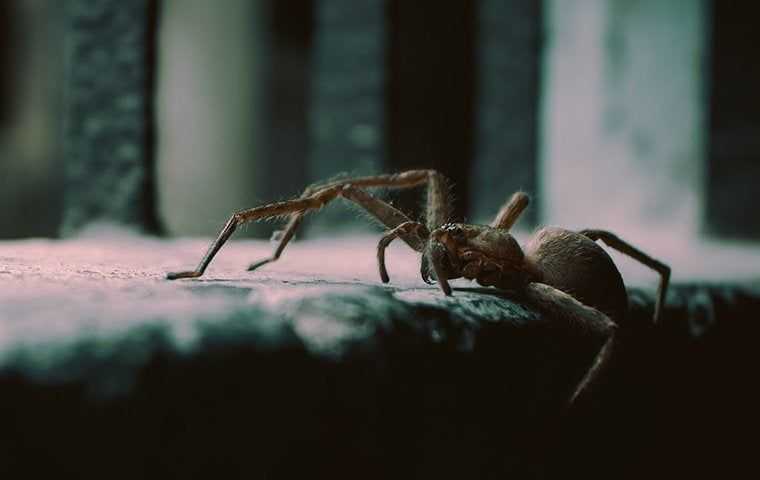 a house spider crawling inside