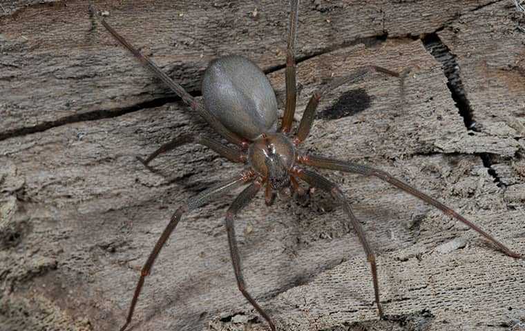 spider on wood