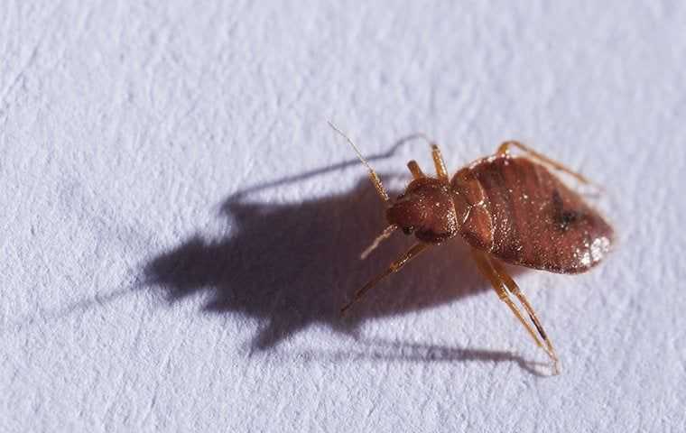 bed bug crawling on bedding