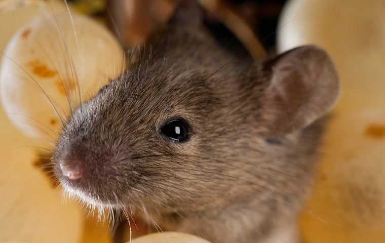 mouse eating grapes