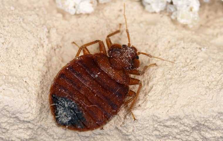 bed bug crawling on bed