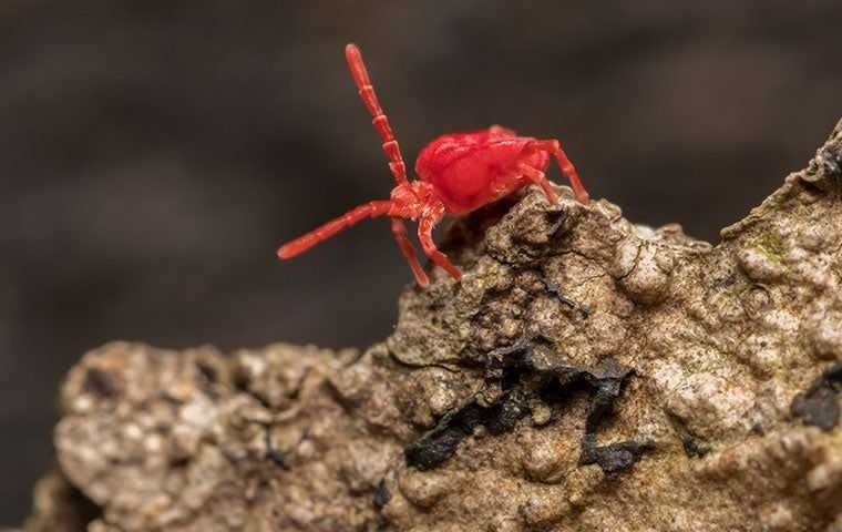 a clover mite on a piece of tree bark