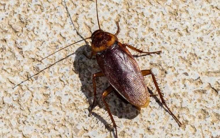 cockroach on tile