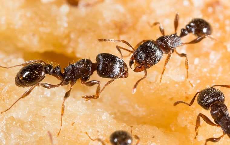 pavement ants on fruit