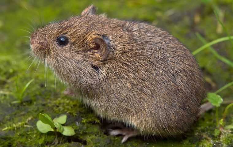 a vole up close