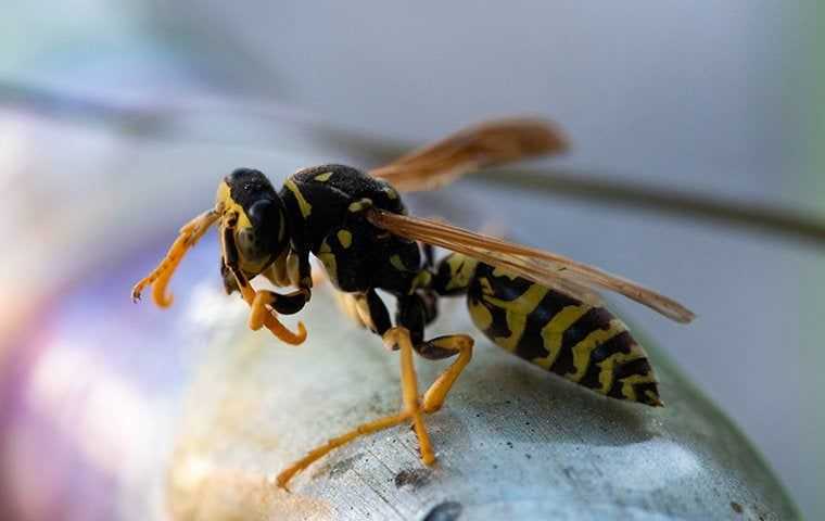 a yellow jacket wasp on a porch