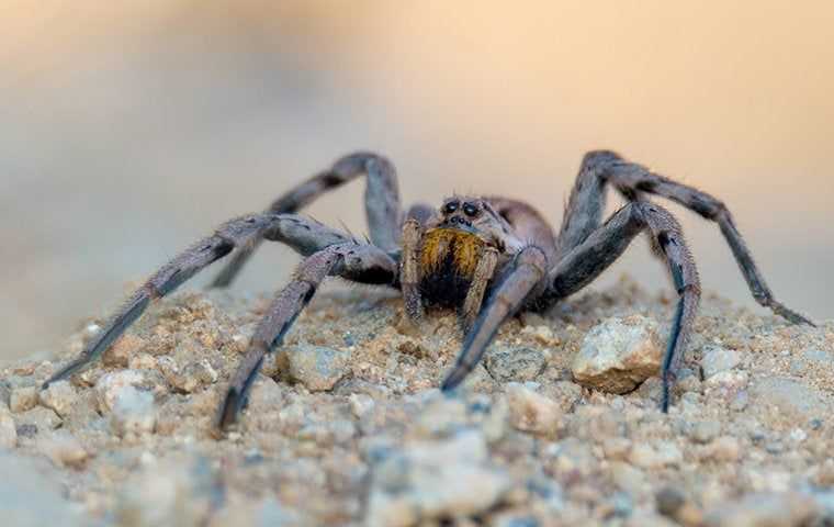 wolf spider crawling in yard