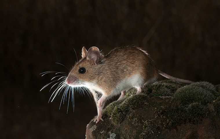 field mouse in denver