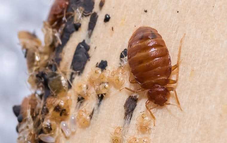 Close up image of a bed bug infestation.