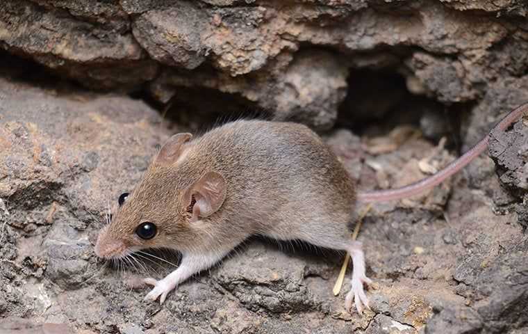 a mouse crawling out of a hole in a foundation
