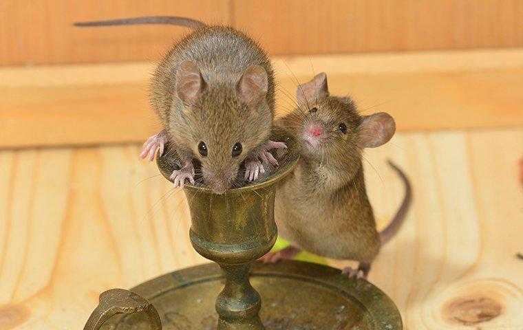 mice infesting a Denver home