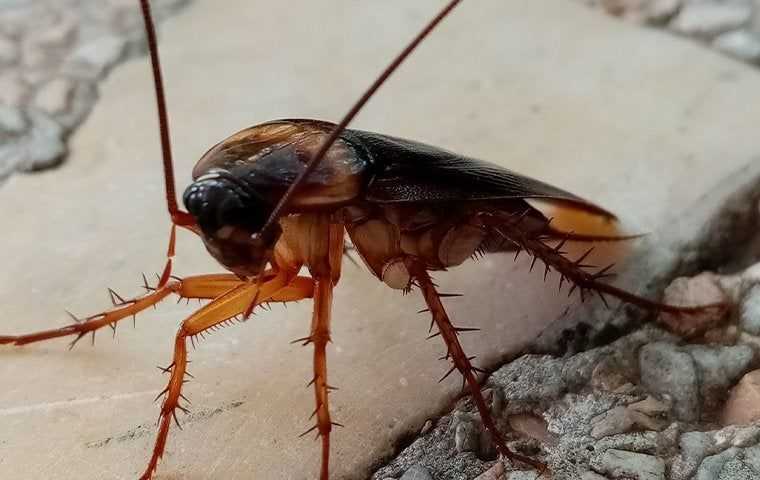 a cockroach crawling on tile