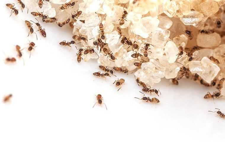 ants swarming food